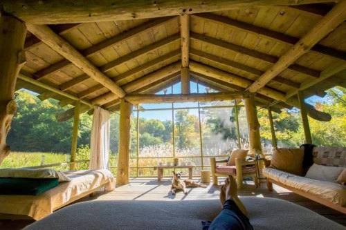 Cozy cabin interior with wooden beams, large windows, and a dog lounging on the floor, surrounded by nature.
