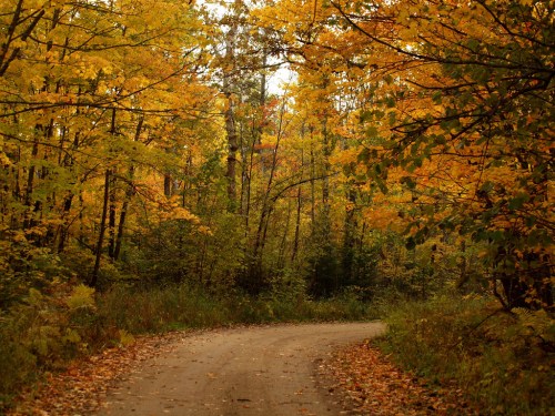 A winding dirt path through a forest with vibrant autumn leaves in shades of yellow and orange.