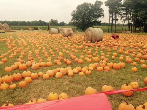 A vast pumpkin patch with numerous orange pumpkins scattered across a grassy field, surrounded by trees and hay bales.