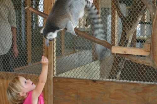 A young child reaches up to a lemur perched on a branch in a zoo enclosure.