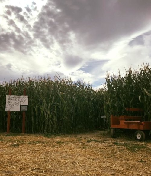 A cornfield under a cloudy sky, with a wooden cart and a signpost nearby.