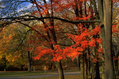 Vibrant red and orange leaves on trees in a scenic autumn landscape with a clear blue sky.