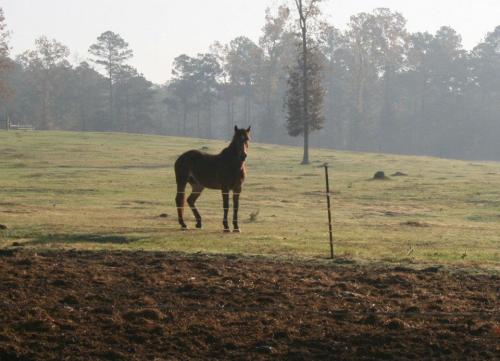A horse stands in a misty field, surrounded by trees and open grassland in the early morning light.