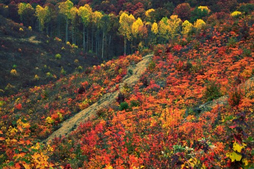 Vibrant autumn landscape with colorful foliage in shades of red, orange, and yellow on rolling hills.