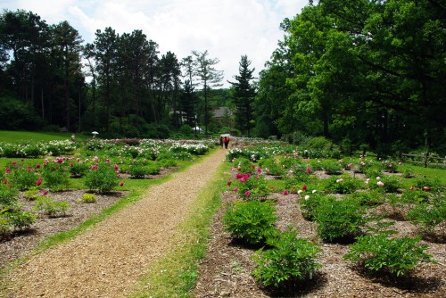 A scenic garden path lined with colorful flowers, surrounded by trees and a clear blue sky.