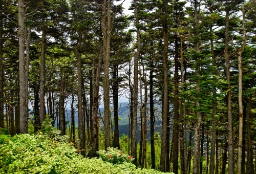 A dense forest of tall trees with green foliage and a distant view of mountains under a cloudy sky.
