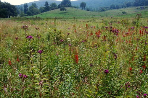 A vibrant field filled with purple and red wildflowers, set against rolling green hills and a clear blue sky.
