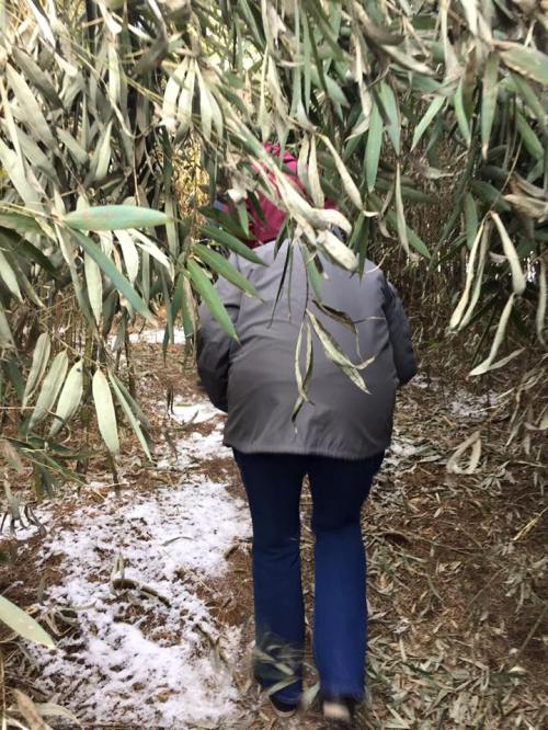 A person walks through a narrow path surrounded by tall bamboo leaves. Snow is visible on the ground.