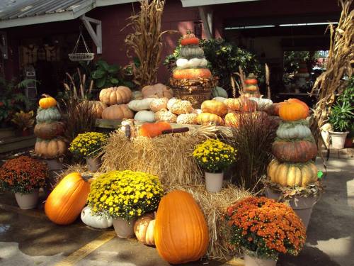 A colorful display of various pumpkins and gourds arranged with hay and potted chrysanthemums in a festive setting.