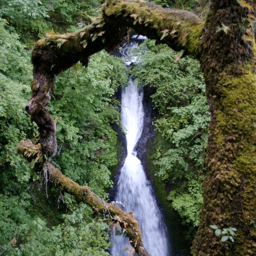 A waterfall cascades down a rocky cliff, surrounded by lush green foliage and tree branches.