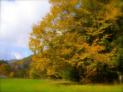 A vibrant autumn scene featuring a large tree with golden leaves, set against a green field and distant mountains.