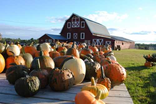 A variety of pumpkins scattered on a wooden platform in front of a red barn under a clear blue sky.