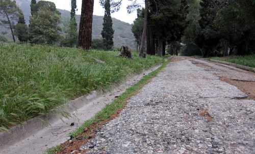 A gravel road lined with trees and overgrown grass, leading into a wooded area.