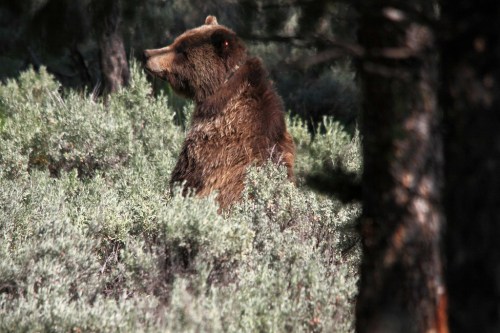 A brown bear partially hidden among green shrubs in a forested area.