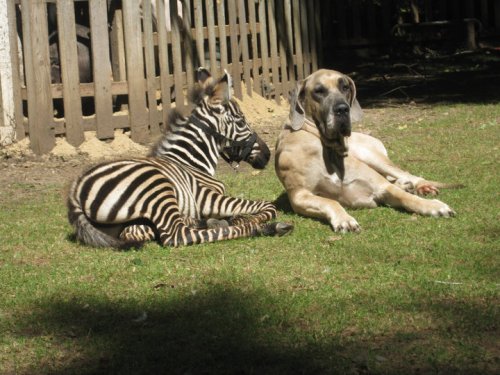 A zebra foal and a Great Dane dog relax together on green grass in a sunny outdoor setting.
