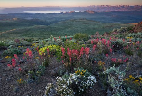 Vibrant wildflowers in the foreground with a panoramic view of mountains and a lake in the background at sunset.