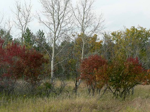 A landscape featuring trees with autumn foliage in shades of red, orange, and yellow, set against a cloudy sky.