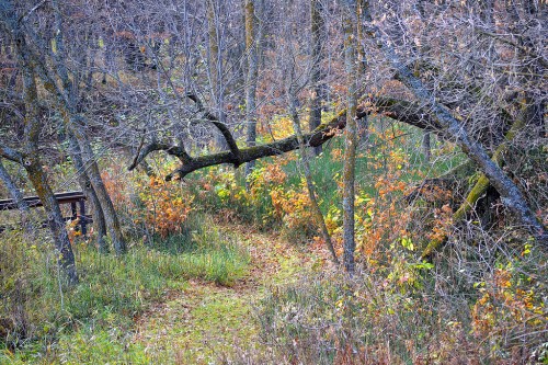 A winding path through a serene, autumnal landscape with bare trees and scattered colorful leaves.