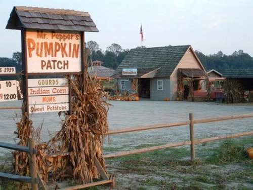 A rustic pumpkin patch with a wooden sign, farm buildings, and pumpkins scattered around in a rural setting.