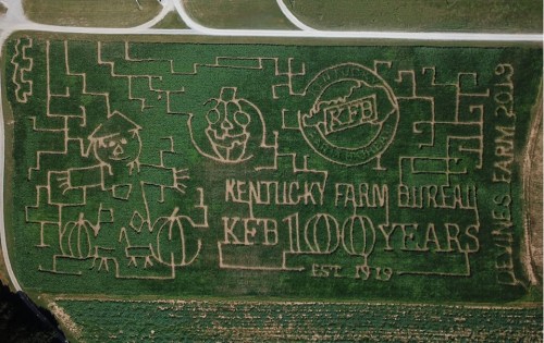 Aerial view of a corn maze featuring a pumpkin, cartoon character, and "Kentucky Farm Bureau 100 Years" design.