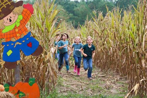 Children running joyfully through a cornfield, with a colorful scarecrow and pumpkins nearby.