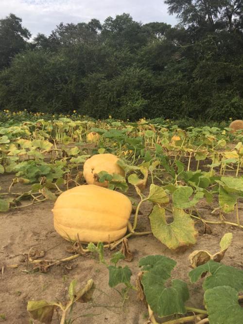 A field of large, yellow pumpkins surrounded by green leaves under a cloudy sky.
