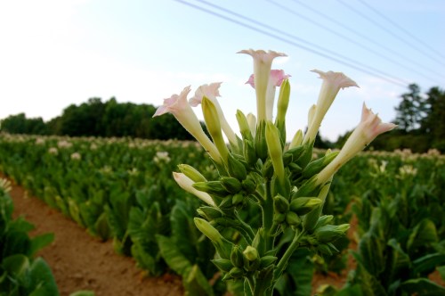 A close-up of flowering tobacco plants in a field, with green leaves and a blue sky in the background.