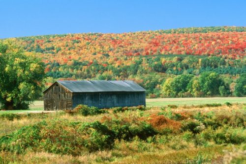 A rustic barn stands in a vibrant landscape of autumn foliage and rolling hills under a clear blue sky.