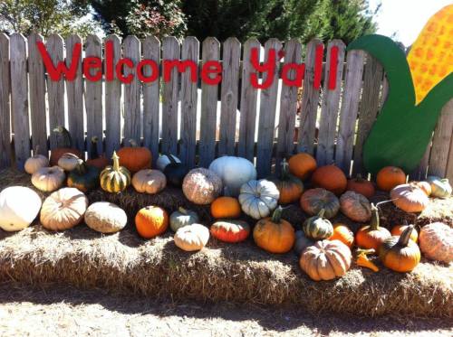 A rustic fence with "Welcome Y'all" sign, surrounded by various pumpkins and gourds on hay bales.