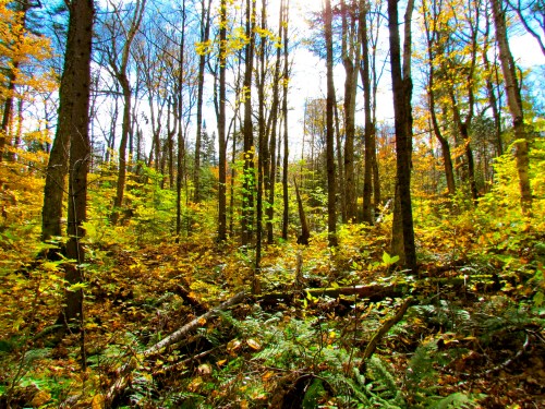 A vibrant forest in autumn, with colorful leaves, tall trees, and sunlight filtering through the branches.