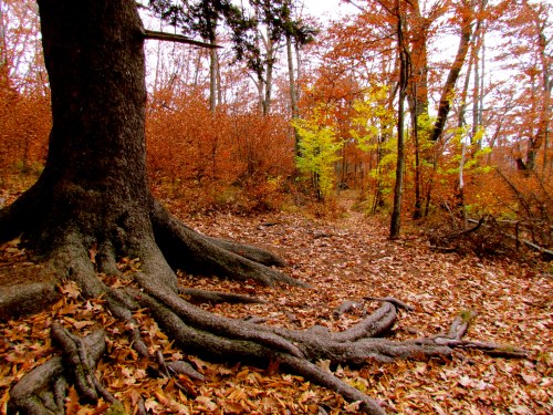 A forest scene in autumn, featuring a large tree with exposed roots and colorful fallen leaves in shades of orange and yellow.
