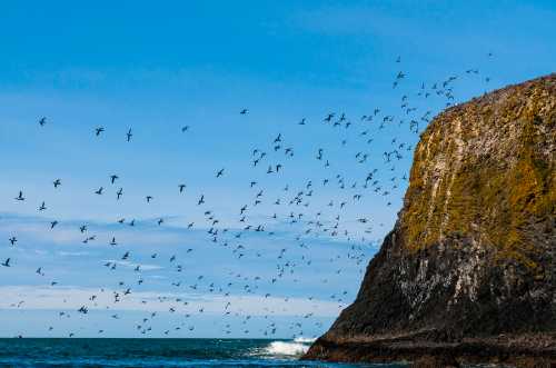 A rocky coastline under a blue sky, with numerous birds flying above the ocean waves.