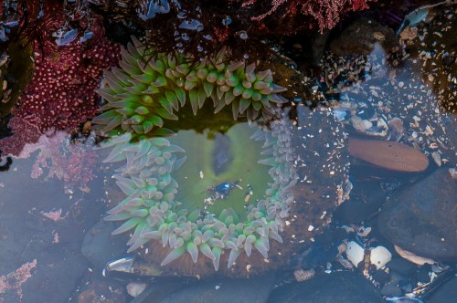A vibrant green sea anemone surrounded by colorful seaweed and rocks in a tidal pool.