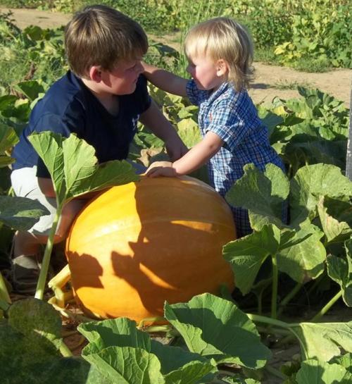 A boy and a toddler play together in a pumpkin patch, surrounded by large green leaves and a big orange pumpkin.