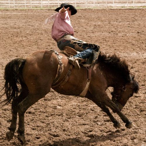 A cowboy in a pink shirt rides a bucking horse in a rodeo arena, showcasing skill and balance.
