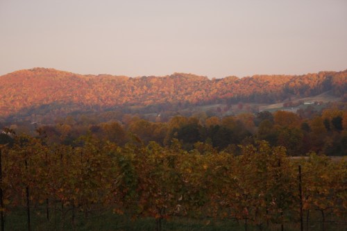A scenic view of rolling hills covered in autumn foliage, with a vineyard in the foreground.