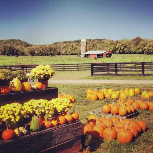 A scenic farm with pumpkins and flowers in the foreground, a barn in the background, and rolling hills under a clear sky.