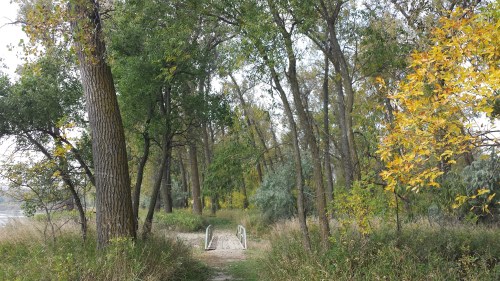 A serene path through trees with autumn foliage, leading to a small bridge over a gentle stream.