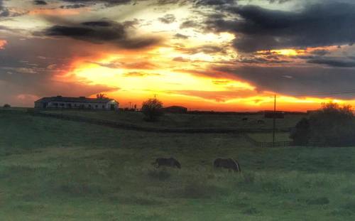A serene sunset over a grassy field with two grazing horses and a distant farmhouse silhouetted against the colorful sky.