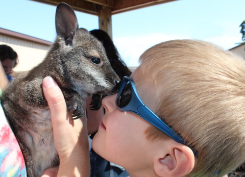 A child wearing sunglasses gently touches noses with a small wallaby in a sunny outdoor setting.