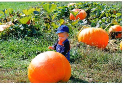 A young child in a blue hat stands among large pumpkins in a field, exploring the vibrant orange gourds.