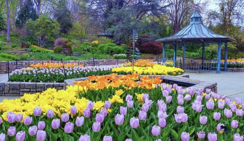 A vibrant garden filled with colorful tulips and daffodils, featuring a gazebo in the background.