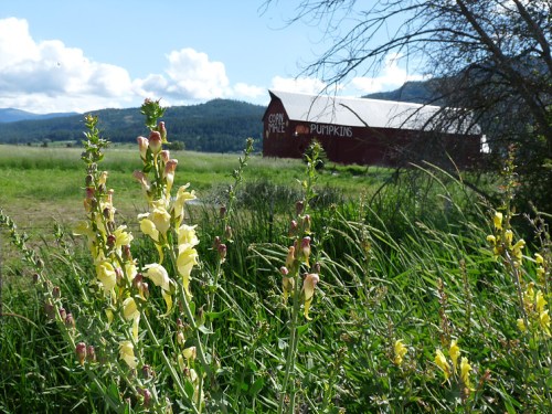 A field with yellow flowers in the foreground and a red barn in the background under a blue sky with clouds.