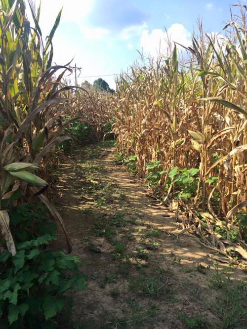 A narrow path through tall, dry corn stalks under a blue sky with scattered clouds.