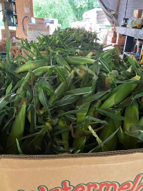 A large box filled with fresh corn on the cob, surrounded by greenery and farm equipment in a rustic setting.
