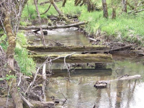 A serene stream flows through a lush green landscape, with fallen logs and trees lining the banks.