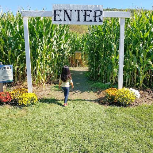 A child walks through an "ENTER" sign into a corn maze, surrounded by tall corn plants and colorful flowers.