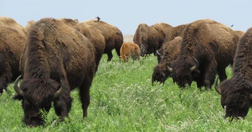 A herd of bison grazing in a lush green field, with a young calf among them.