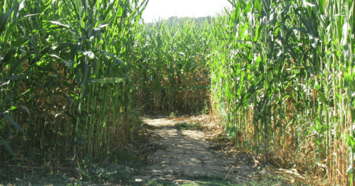 A narrow path winding through tall green corn stalks in a sunny field.