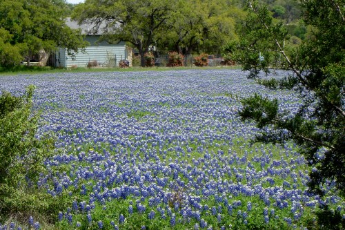 A field of bluebonnets in bloom, with a green house and trees in the background under a clear sky.